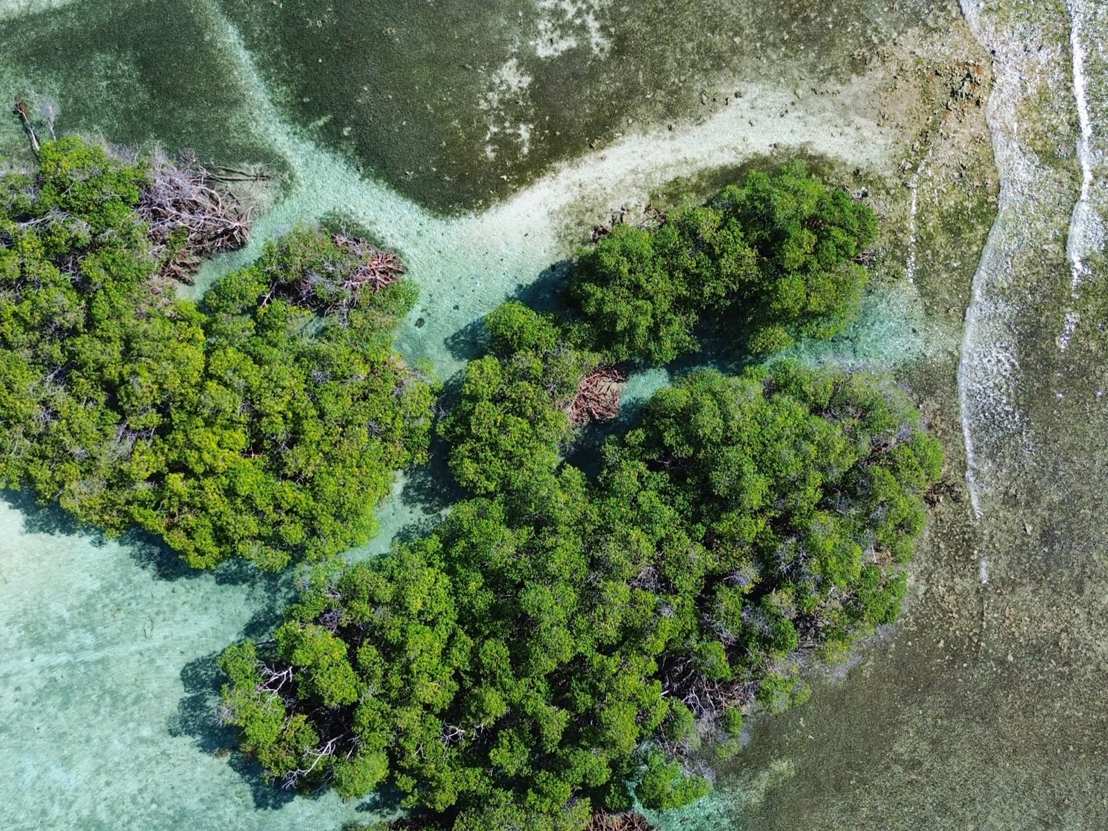 Vista aérea de un cayo de manglar rodeado por bancos de arena
