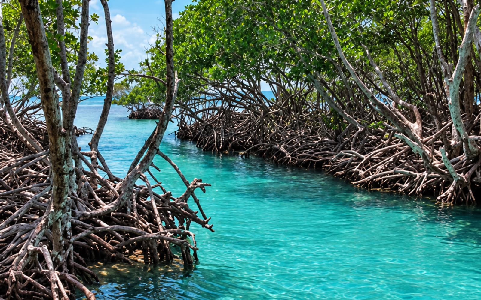 Cayo Caracoles, La Parguera