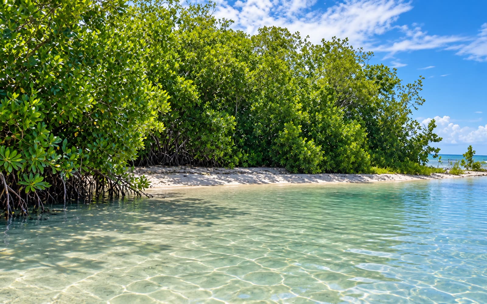 Cayo Laurel
